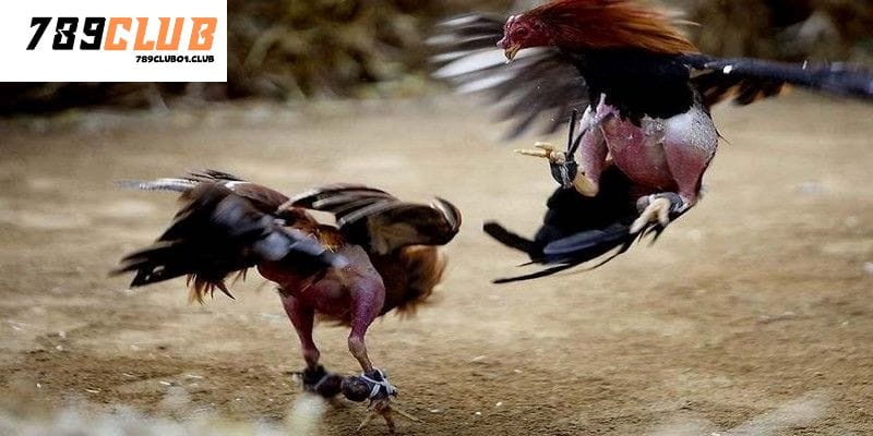 Cách thức - chiến lược đá gà thomo