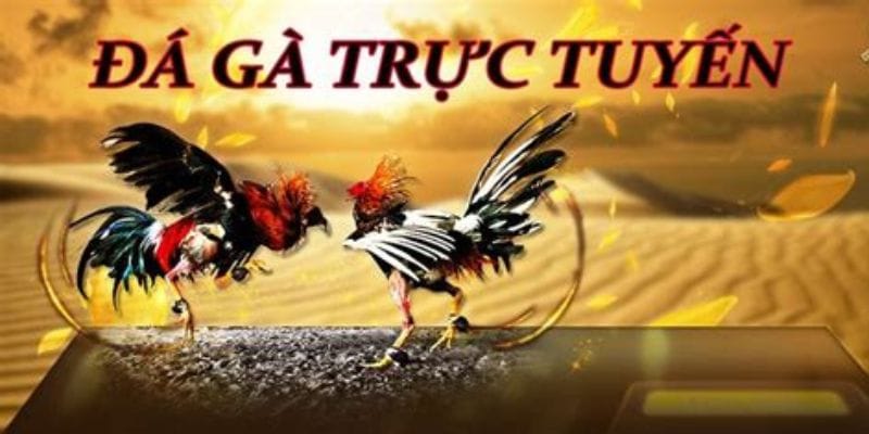 Tổ chức đá gà ở một phong cách chơi trực tuyến