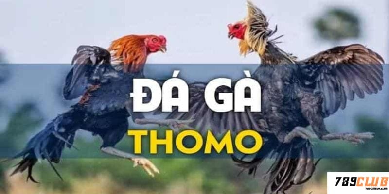 Tổng quan đá gà thomo sân chơi cho những người đam mê đá gà